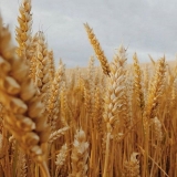 Mogu li zečevi jesti pšenicu?